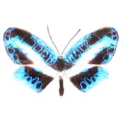 Manthus shrimpi blue butterfly Panama RARE