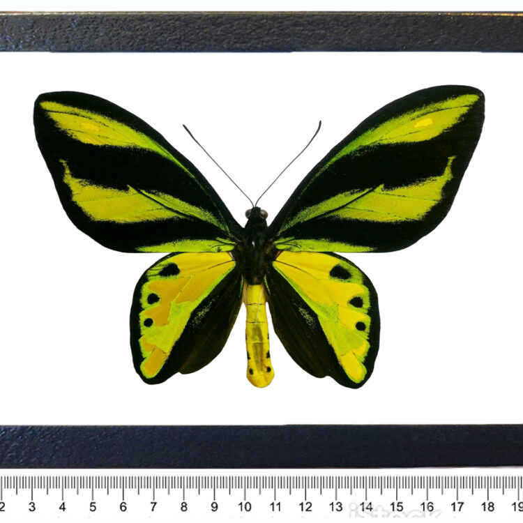 Ornithoptera tithonus gold green birdwing butterfly RARE Timika Indonesia (CIRS)