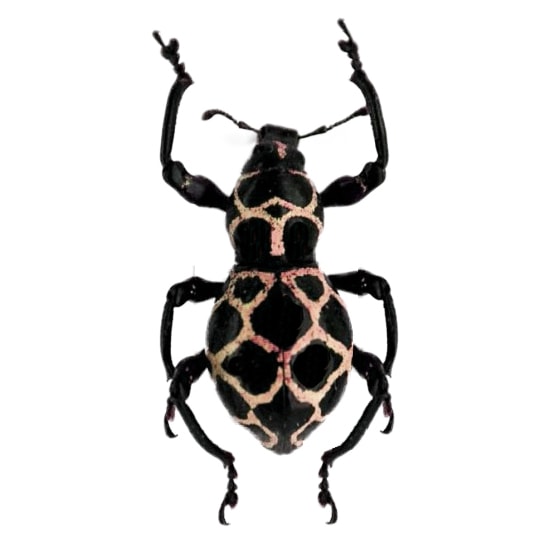 Pachyrrhynchus reticulatus pink weevil beetle Philippines