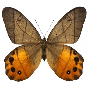 Pierella hyceta yellow orange butterfly Peru