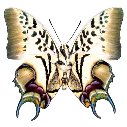 Polyura dehaani butterfly verso Java Indonesia RARE