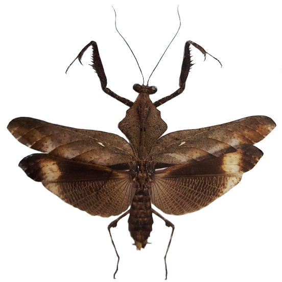 Deroplatys lobata praying mantis male Malaysia