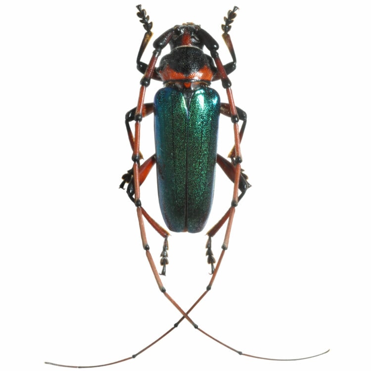 Stenaspis verticalis green longhorn beetle Arizona USA RARE
