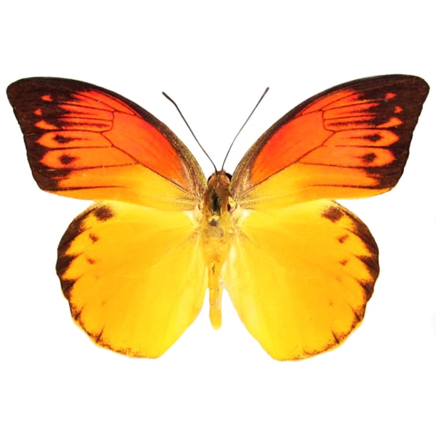 Hebomoia detanii orange yellow butterfly Indonesia RARE