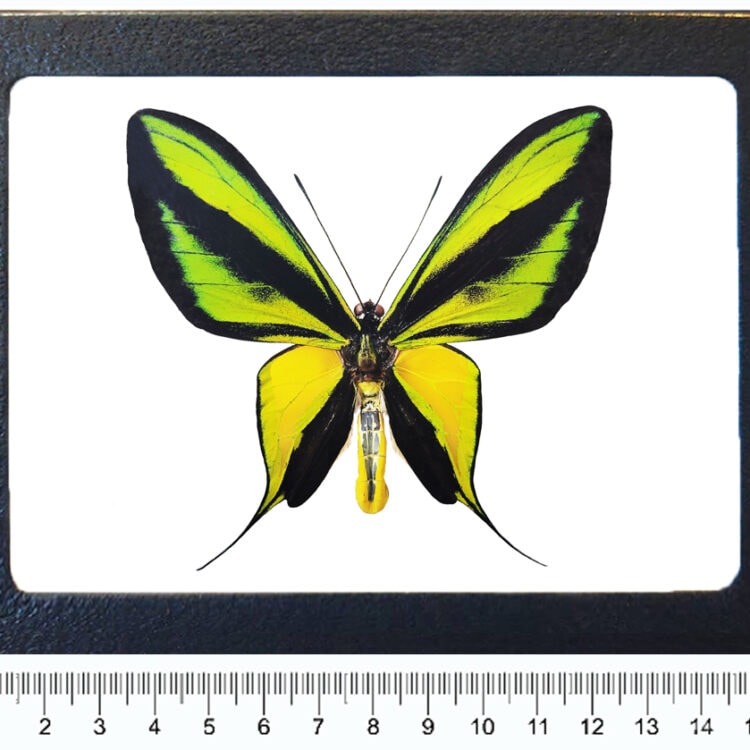 Ornithoptera paradisea framed