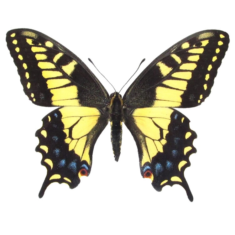 Papilio zelicaon anise swallowtail yellow black butterfly California