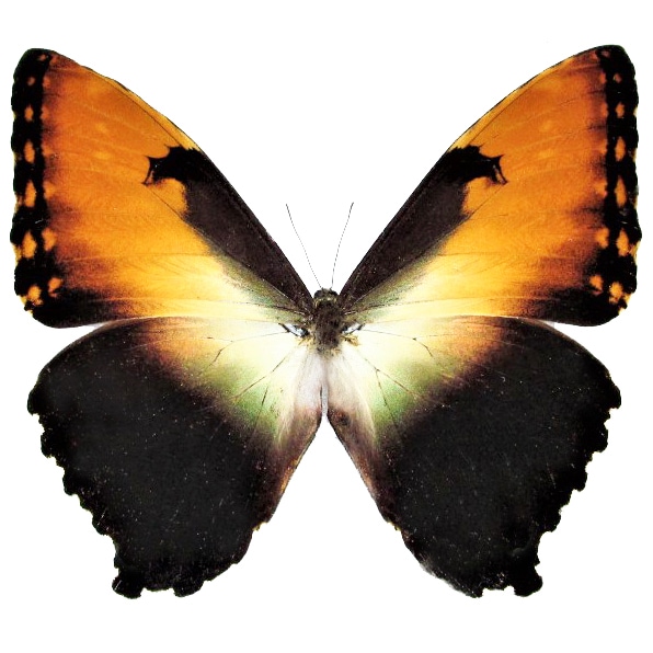 Morpho hecuba orange black butterfly French Guyana RARE