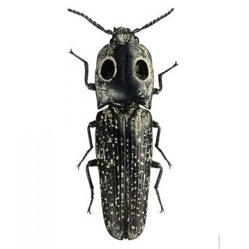 Alaus ocellatus eyed click beetle USA