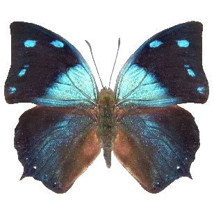 Anaea xenocles blue black butterfly Peru