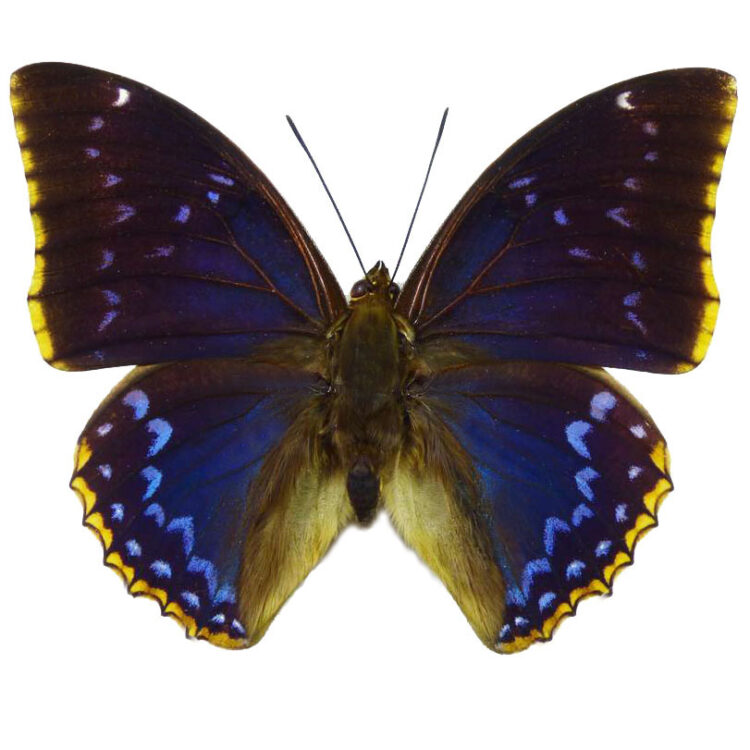 Charaxes tiridates blue butterfly Africa