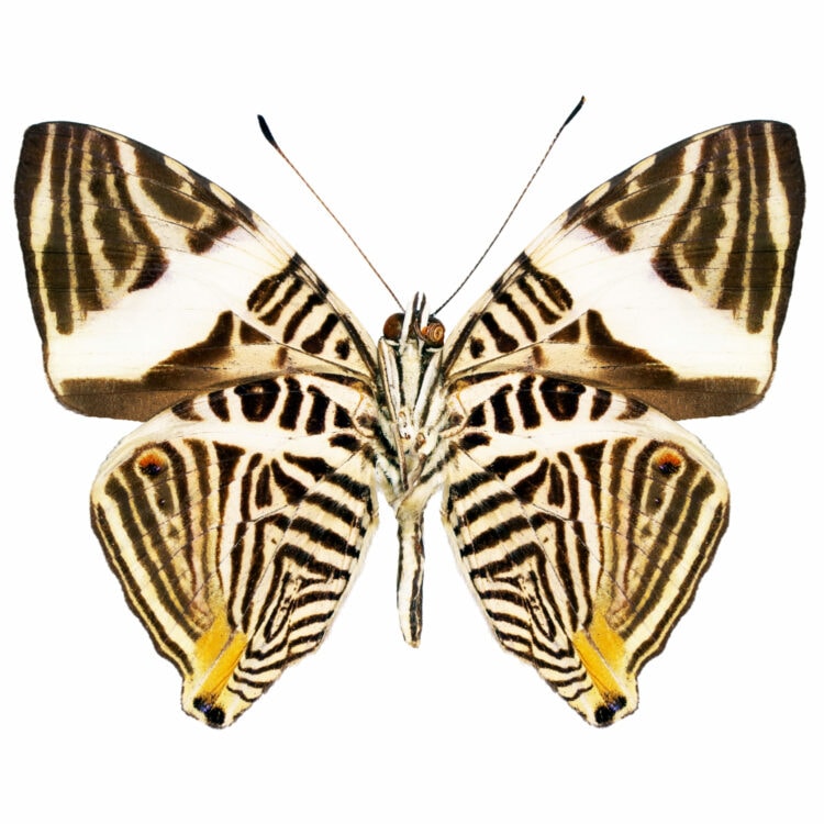 Colobura dirce black white zebra butterfly verso Costa Rica
