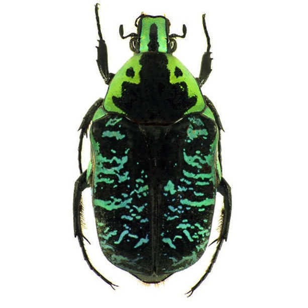 Euchroea Euchroea coelestis blue green scarab beetle Madagascar AfricaMadagascar
