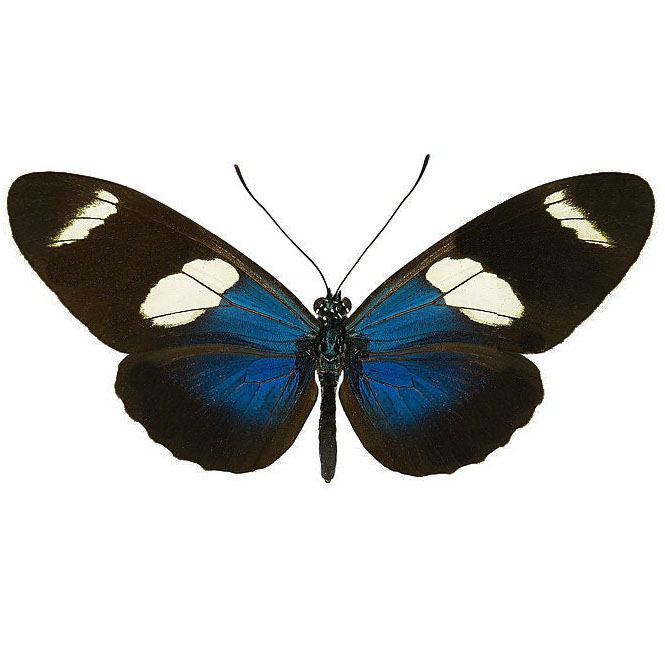 Heliconius sarah blue longwing butterfly Peru