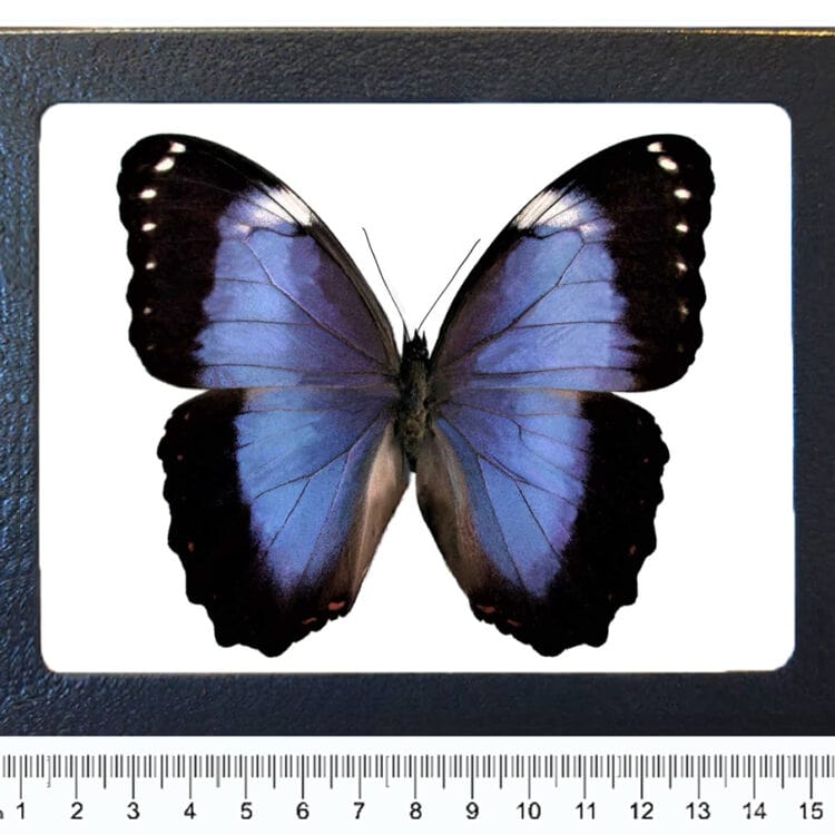 Morpho violaceus blue purple butterfly Argentina RARE
