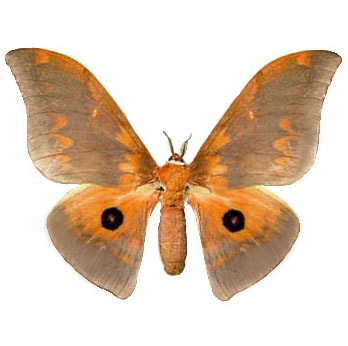 Pseudobunea thyrrhena orange saturn moth Africa