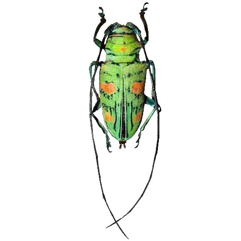 Sternotomis rufomaculata green longhorn beetle Cameroon Africa