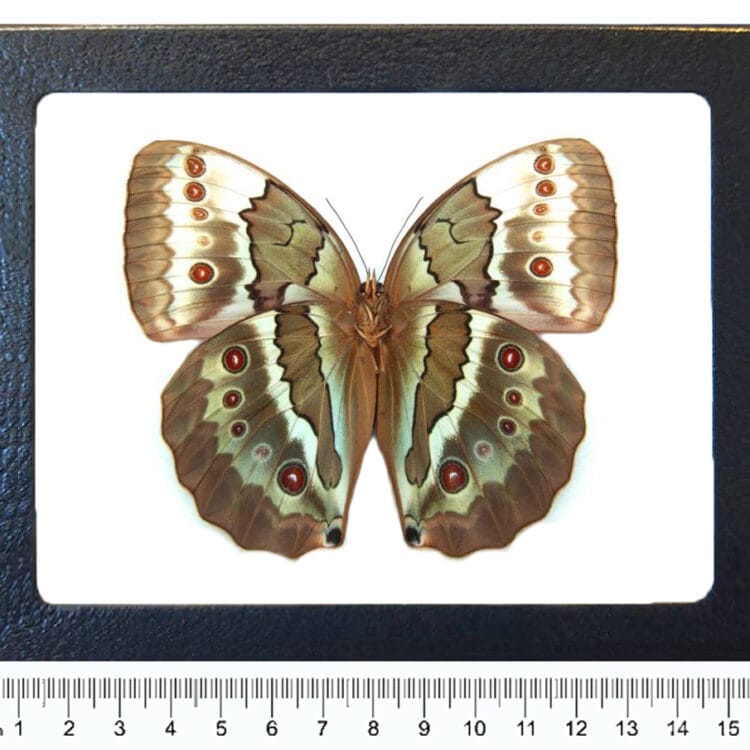 Stichmophthalma louisa blue green butterfly verso Thailand