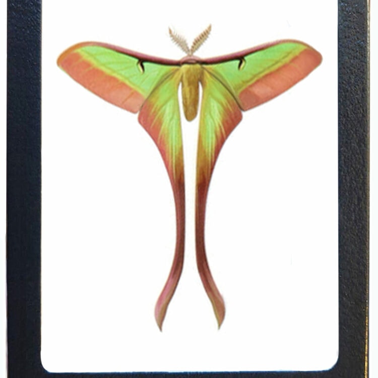 Actias dubernardi framed pink yellow saturn moth male resting pose China RARE REPLICA