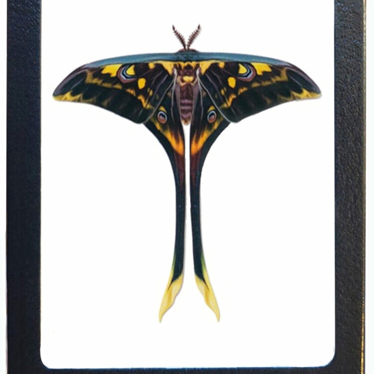 Actias isis framed yellow green saturn moth resting pose China RARE REPLICA