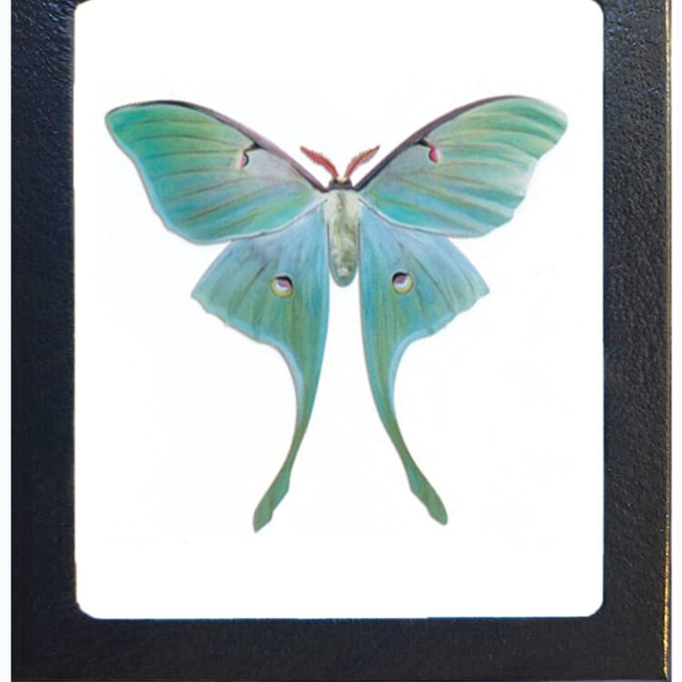 Actias luna framed green saturn moth USA REPLICA