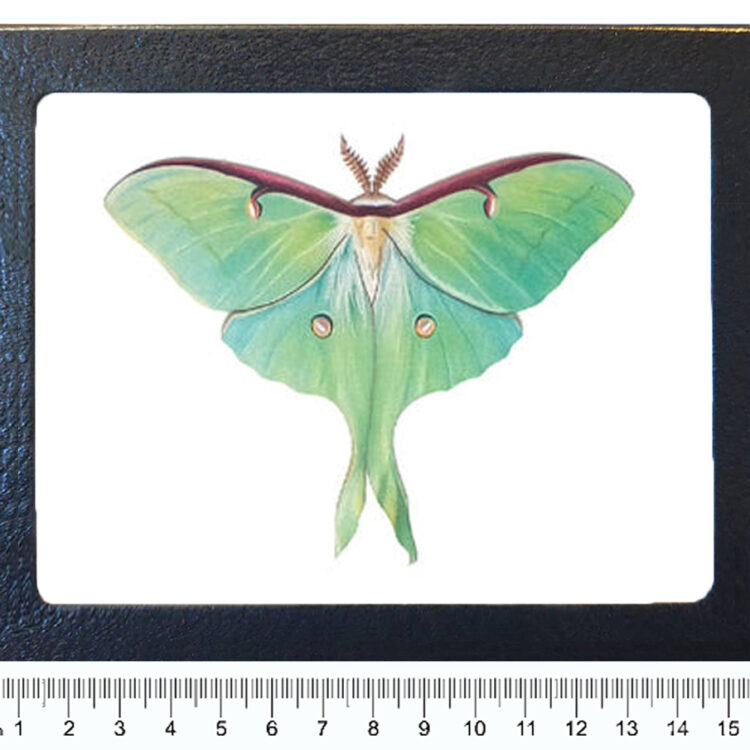 Actias luna framed green saturn moth resting pose USA REPLICA