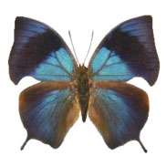 Anaea_pAnaea philumena blue black butterfly Peruhilumena