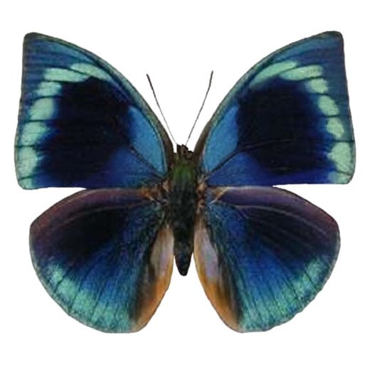 Anaea polyxo blue green butterfly Peru