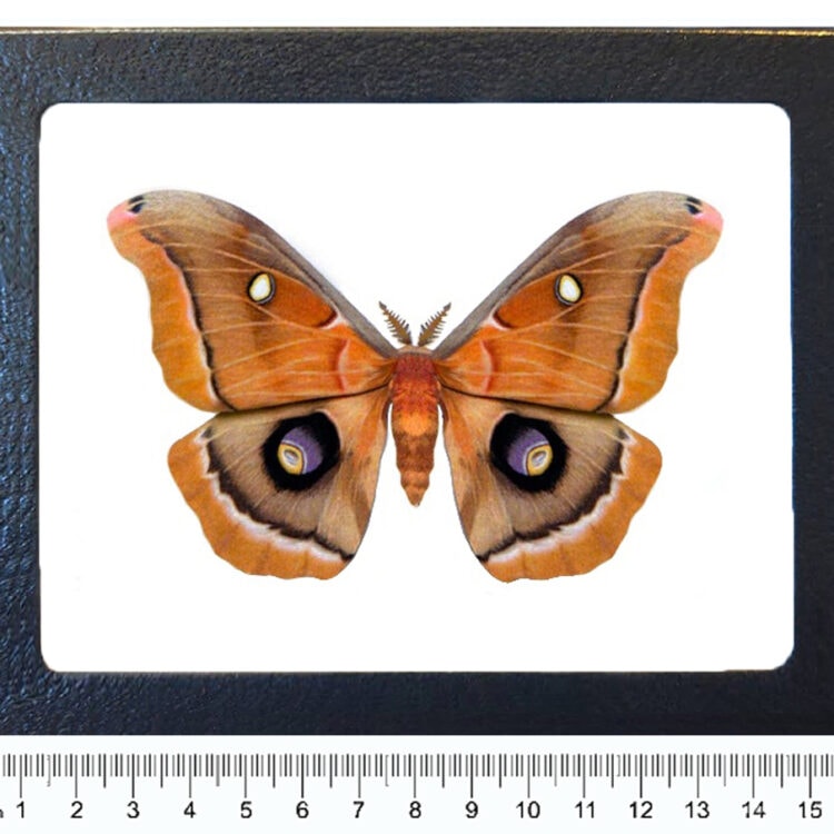 Antheraea polyphemus saturn moth USA REPLICA
