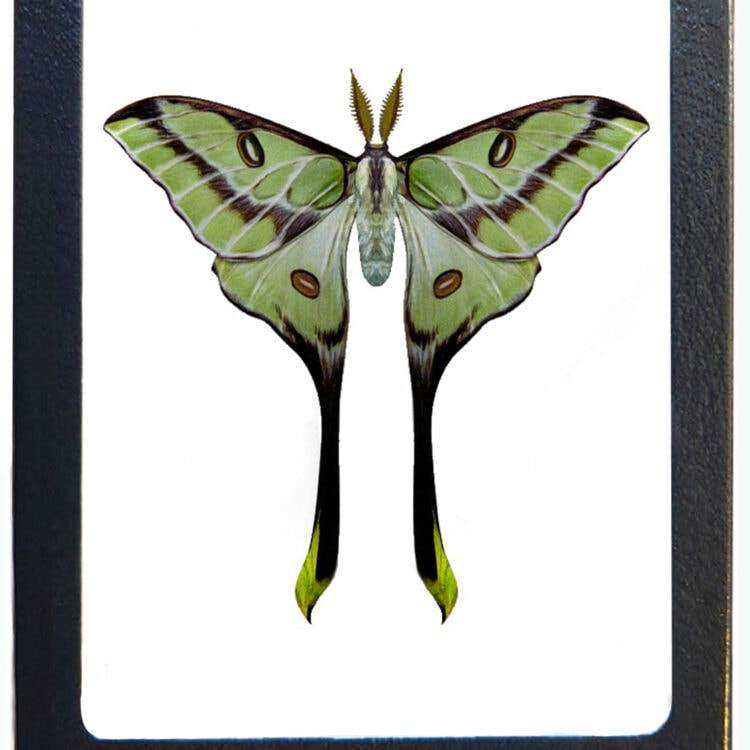Argema besanti framed green equinox moth resting pose Tanzania RARE REPLICA