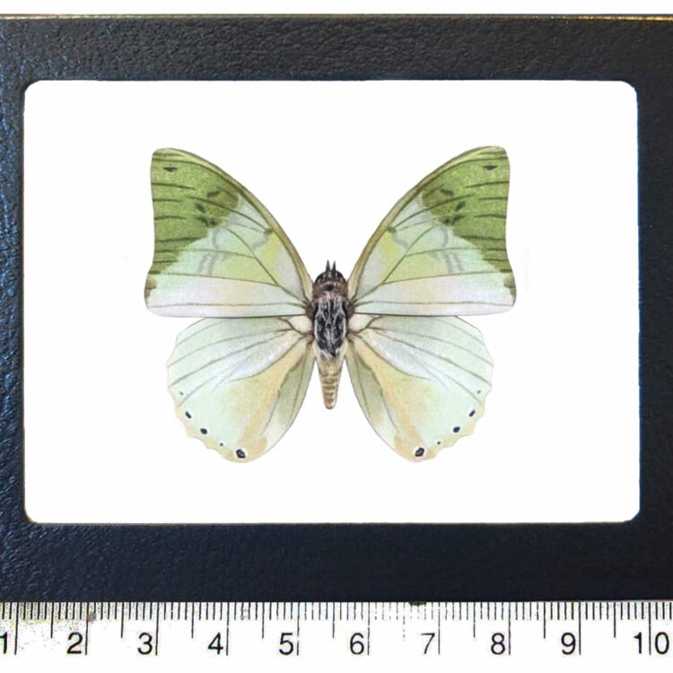 Charaxes eupale green butterfly Africa REPLICA