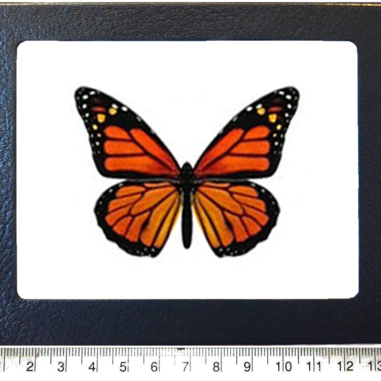 Danaus plexippus orange black monarch butterfly USA