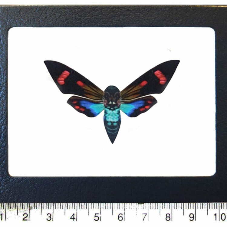 Day flying sphinx pink blue moth Peru REPLICA