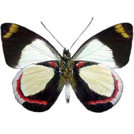 Delias dixeyi red white black verso butterfly Indonesia
