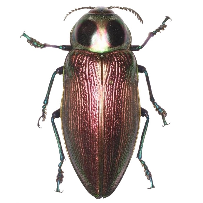 Euchroma gigantea pink purple green rainbow buprestid beetle Peru