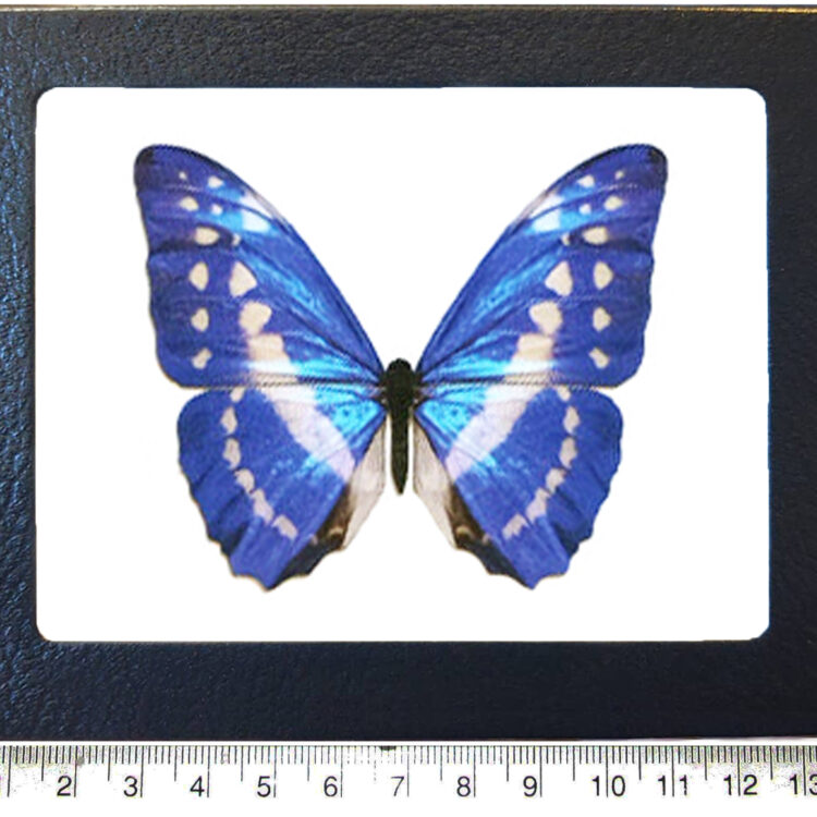 Morpho cypris blue white butterfly Colombia
