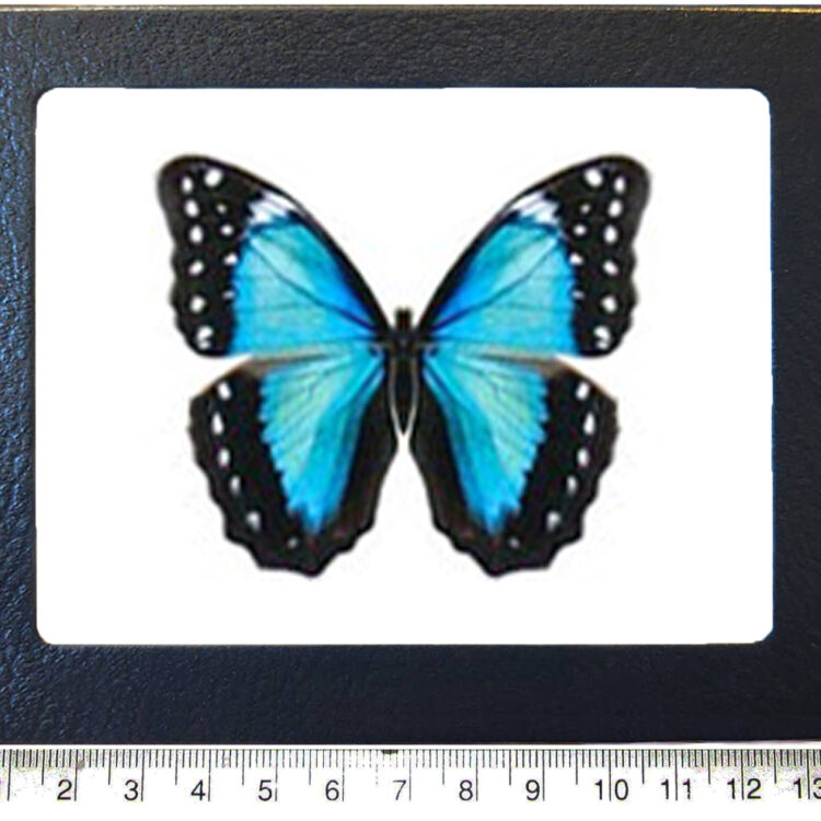 Morpho menelaus blue butterfly female French Guyana REPLICA