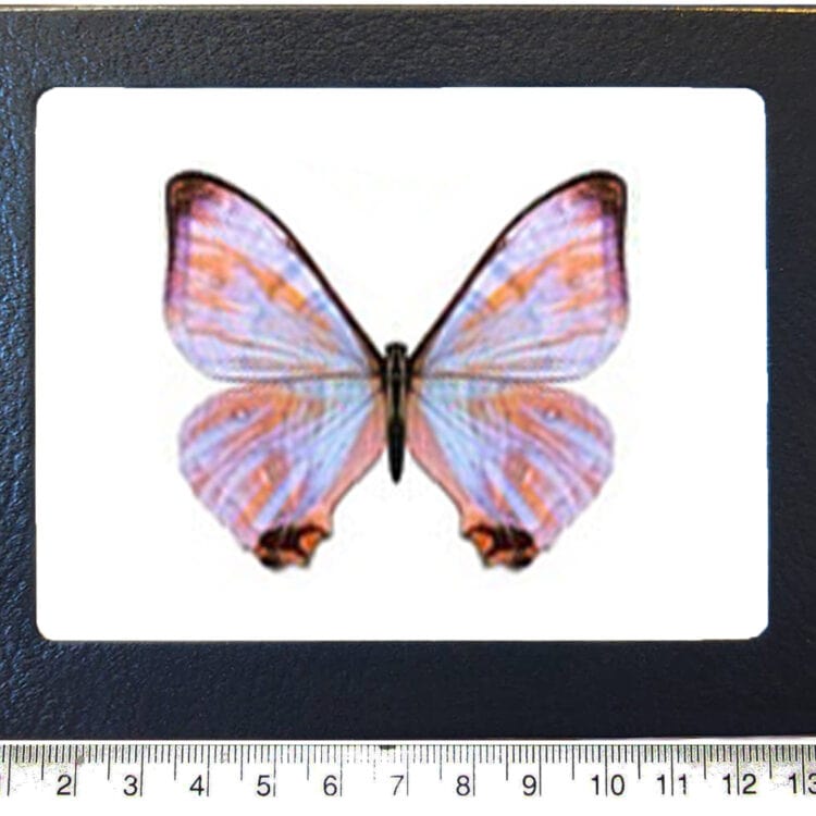 Morpho sulkowski purple pink blue butterfly Peru REPLICA