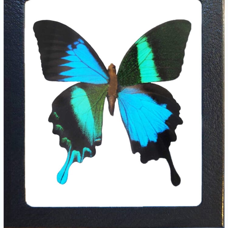 Papilio ulysses x Papilio blumei HYBRID blue green butterfly REPLICA