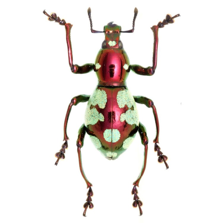 Pachyrrhynchus purpureus red green weevil beetle Philippines