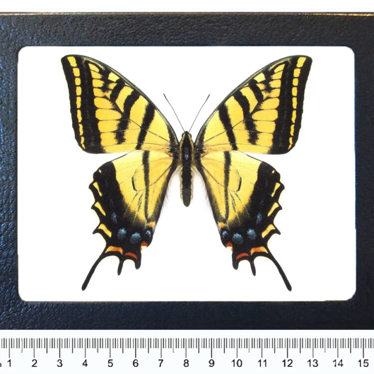 Papilio multicaudata two tailed swallowtail yellow black butterfly Arizona