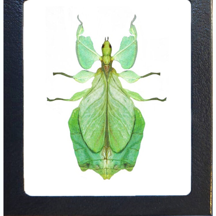Phyllium pulchrifolium framed green leaf bug mimic female Indonesia REPLICA