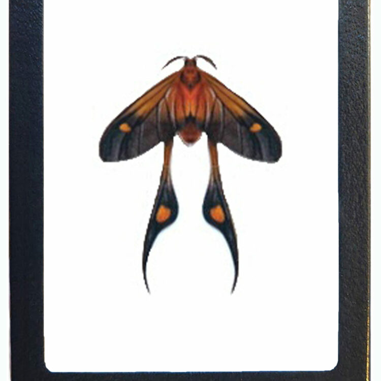 Semioptila fulveolans moth Tanzania RARE REPLICA