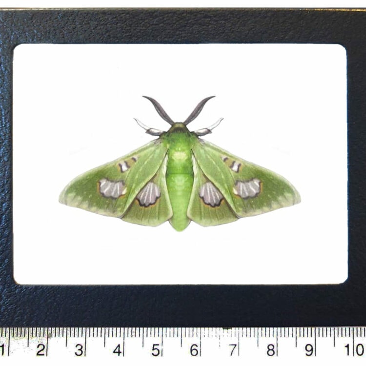 Siga liris framed green moonlight queen moth Peru REPLICA