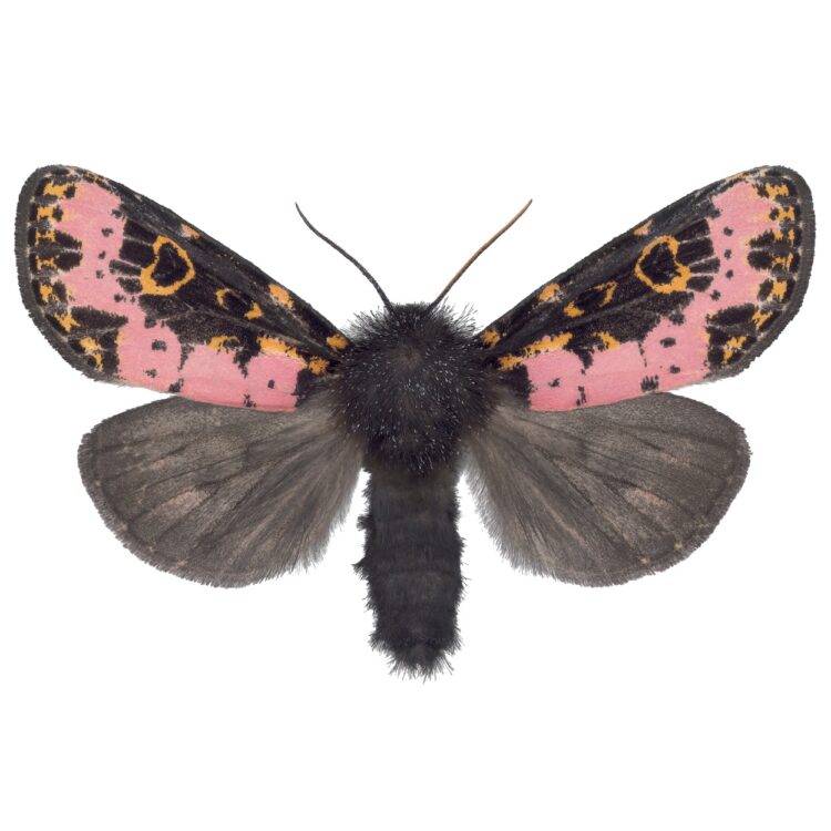 Xanthopastis timais pink black moth USA