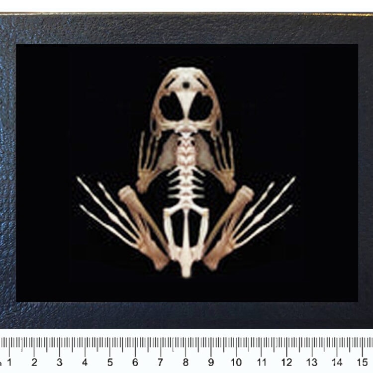 Pelophylax ridibundus Asian marsh frog skeleton REPLICA