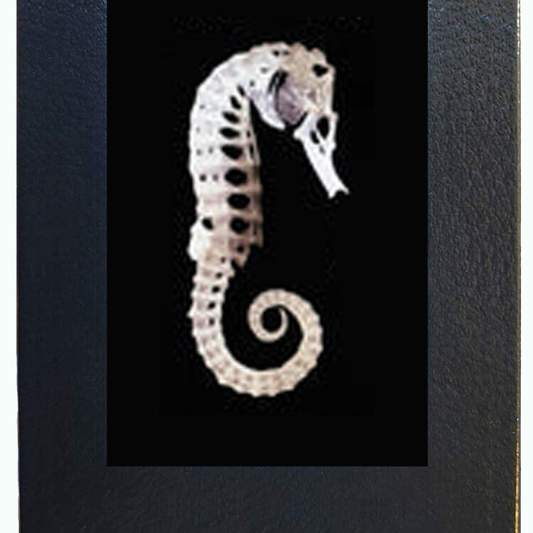 Hippocampus hippocampus short snouted juvenile seahorse skeleton REPLICA