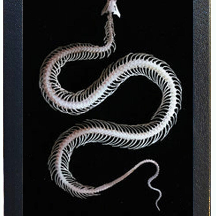 Enhyilris chinensis Chinese water snake snake skeleton REPLICA
