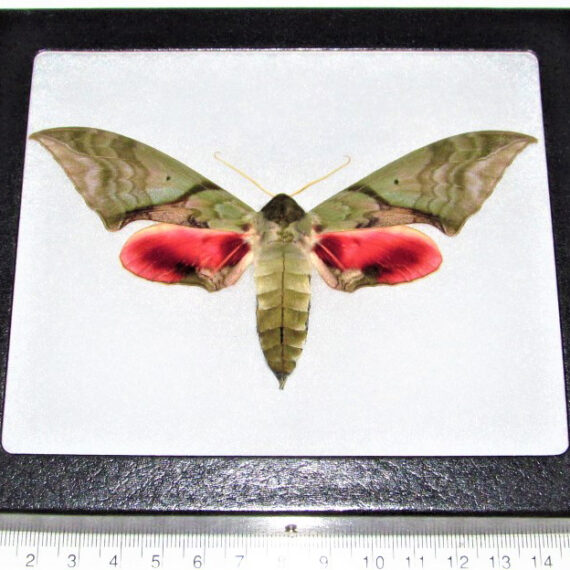 Real Moths A1 Mother's Day Antheraea pernyi 1pcs Saturniidae Actias Butterfly Large UNSPRED Dry Insects Taxidermy