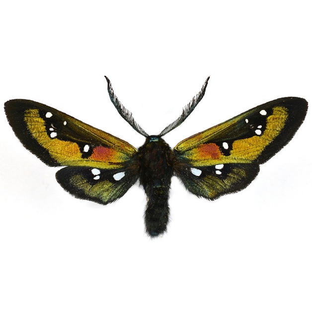 Chrysocale regalis red green day flying moth Ecuador