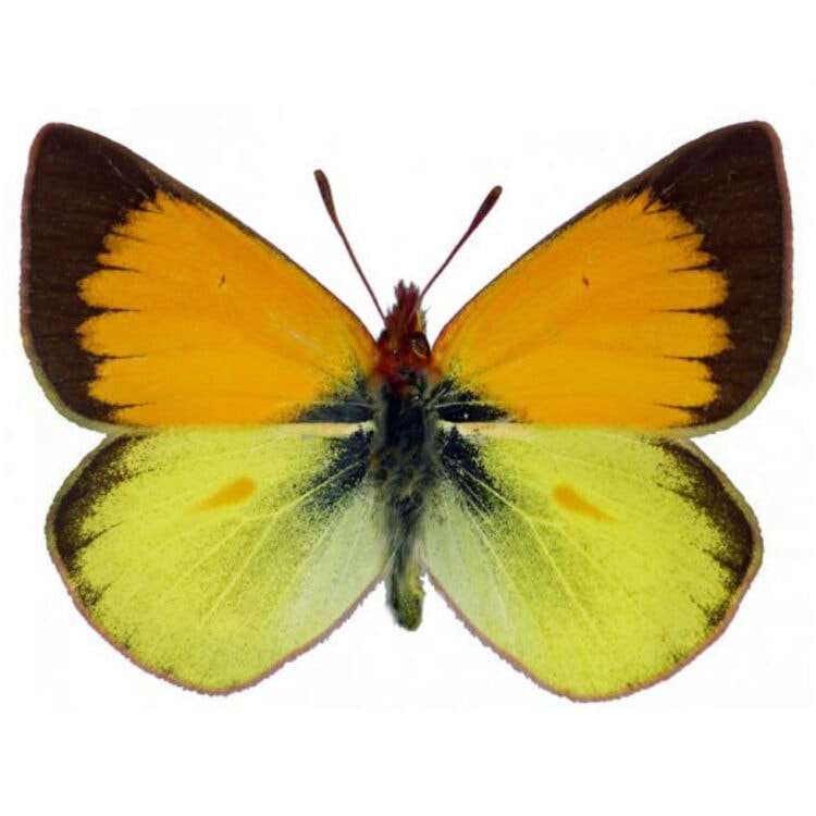 Colias dimera orange yellow butterfly Ecuador